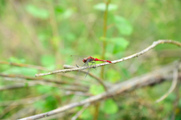 dragonfly resting on a twig