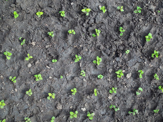 Planting of plants in the soil in spring