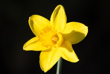 Daffodil in full bloom isolated with a black background