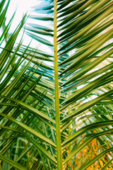 A branch of a palm tree close-up. Date tree in Montenegro.