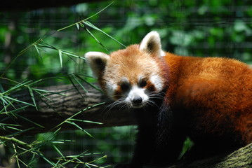 Fototapeta premium Red Panda