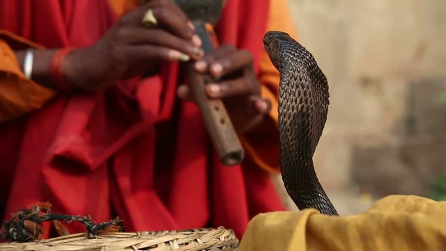 Snake being charmed by music played by man at street in Varanasi.
