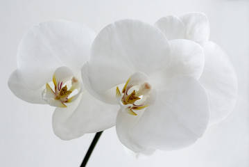 white wedding orchids