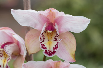 Orchideen, Makro
