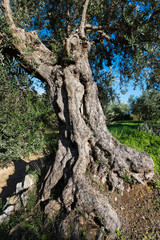 Trunk of old olive tree in Peloponnese, Greece