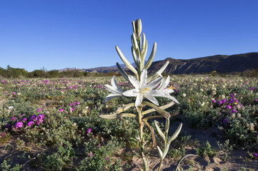 Desert Lily in Anza Borrego Desert State Park, CA