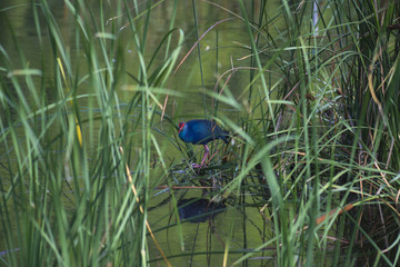 Fototapeta na wymiar A striking looking bird, a Purple Swamphen, peers out from the cattails that surround a pond in southern Florida.