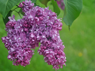 Two bunches of lilacs on a spring day