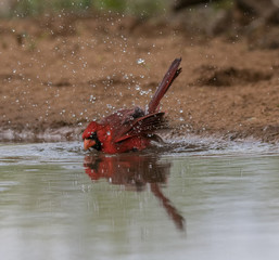 Cardinal Cavorting - A male cardinal cavorts and splashes water in a pond