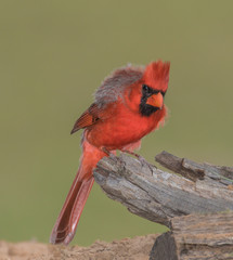 Cardinal Defending Territory - A male cardinal with crest and back feathers raised is warning off other cardinals invading its territory.