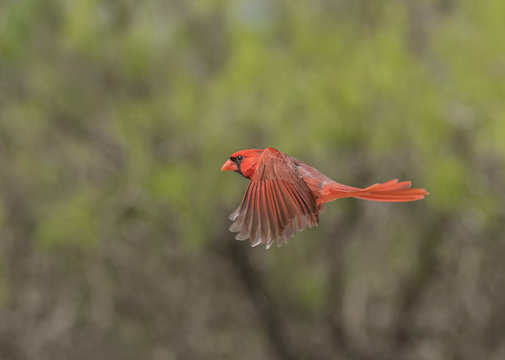 Cardinal Flying Images Browse 3 640 Stock Photos Vectors And Video Adobe Stock