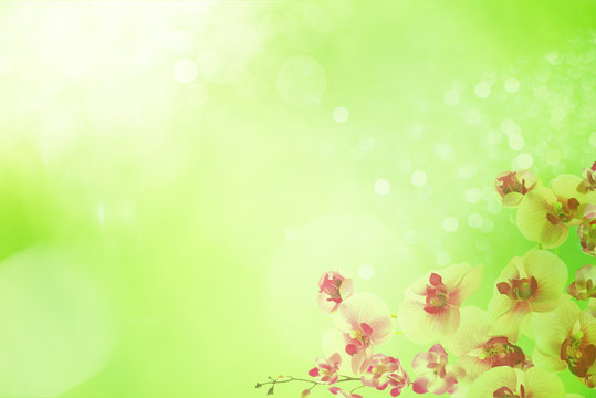 Frühling - zarte Blüten verschmelzen im frischen Grün, Hintergrund