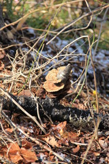 地面に落ちた枝から発生するキノコ類(宮城県)