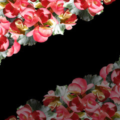 Beautiful floral background with pink begonias 