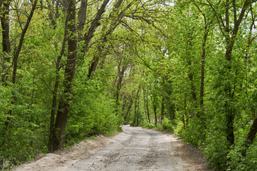 Fototapeta na wymiar Birch-wood, forest road