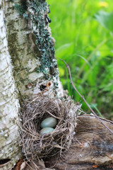 bird nest in nature
