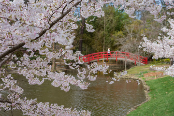 Naklejka premium Cherry blossoms and the red bridge. Duke Gardens. 