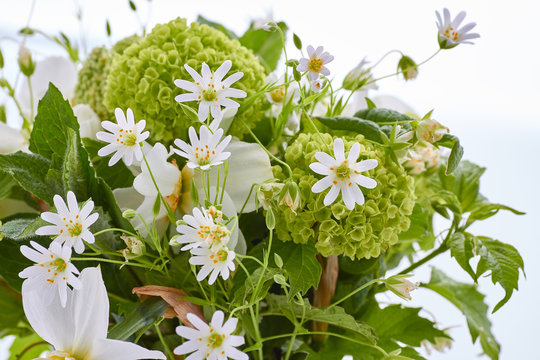 Various spring flowers on white