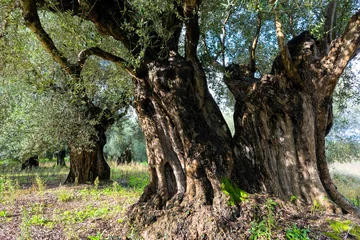 Tuinposter Olijfboom Trunk of old olive tree in Peloponnese, Greece