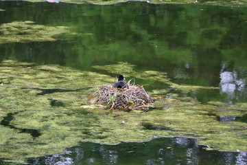 Fulica atra sitting on a nest in Hyde Park London, United Kingdom