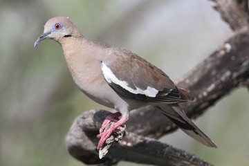 White-winged Dove (Zenaida asiatica)
