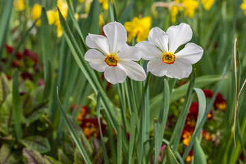 Beautiful pair of flowers in a spring garden planting. 