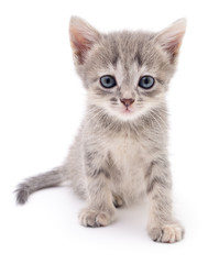 Small gray kitten.