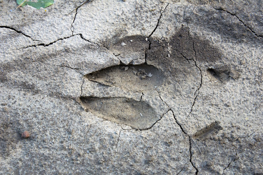 Track of a wild boar in Hungary