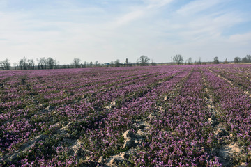 Purple Henbit in the Fields