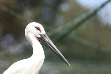 ニホンコウノトリ