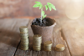 Fototapeta na wymiar plant with coins on wooden background