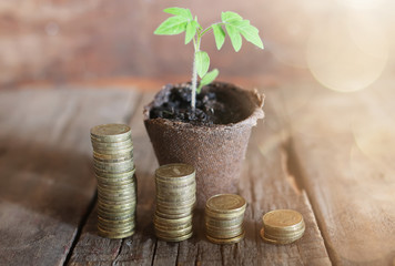 plant with coins on wooden background