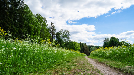 Fototapeta na wymiar Russia. Pavlovsk Park in early June 2016. A natural landscape. 