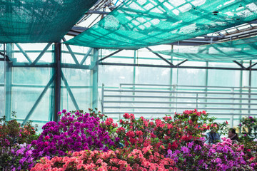 Colorful botanical garden at springtime