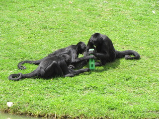 monos  jugando