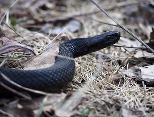 Black snake at the forest on the leaves