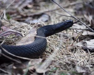 Black snake at the forest on the leaves with long tongue