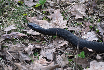 Black snake at the forest on grass