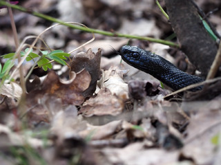 Black snake at the forest on grass with long tongue
