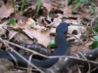 Black snake at the forest on grass view from back