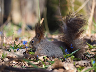 Naklejka na ściany i meble Squirrel laying at the blue flowers at the forest