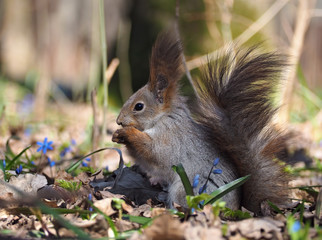 Naklejka na ściany i meble Squirrel sitting at the blue flowers at the forest