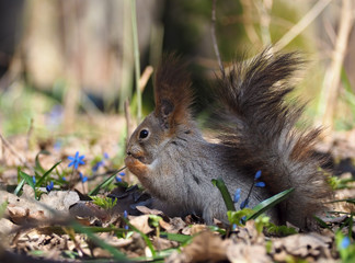 Naklejka na ściany i meble Squirrel sitting at the blue flowers at forest