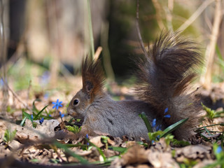Naklejka na ściany i meble Squirrel looking for something at the blue flowers at forest