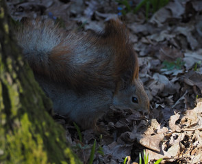 Squirrel red cute laying at the spring forest
