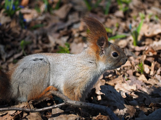 Naklejka na ściany i meble Squirrel red cute laying at spring forest