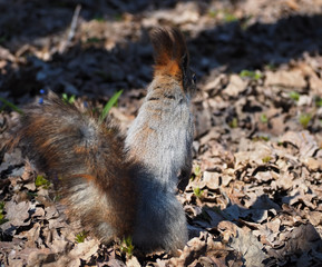 Squirrel red cute standing at forest at the leaves