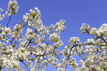 Pear flower blooming