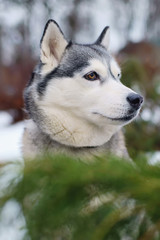 The portrait of a grey Siberian Husky dog with brown eyes sitting outdoors in winter