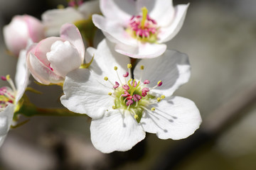 Pear flower blooming